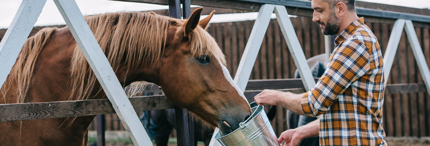 Alimentation de son cheval