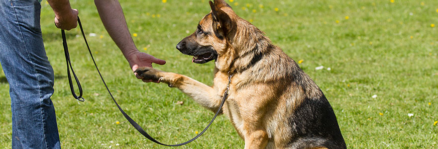 le dressage canin